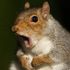 wxsquirrel