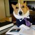 TaxCorgi
