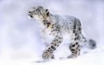 Snow-Leopard-Wallpapers-HD.jpg