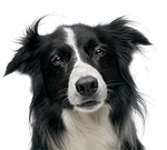 Border Collie Transparent Small.png