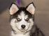 Huskypup