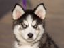 Huskypup