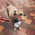AlphietheGSD