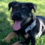 Profile (whiteywhackers)