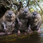 The Tax Beaver