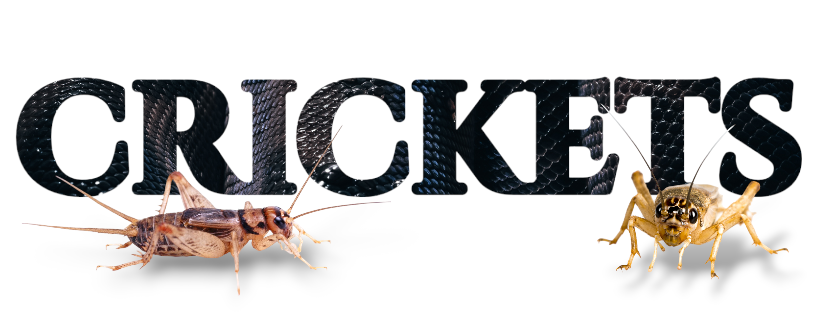 crickets.png