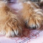 Scruffy Paws