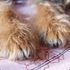Scruffy Paws