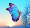 light_blue_butterfly_on_dandelion_flower_in_blue_sky_background_hd_butterfly3.jpg