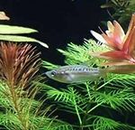 Profile (Panta Rhei)