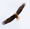 Bald Eagle Flying 6.JPEG