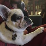 applepup1