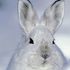 SNOWSHOEZ